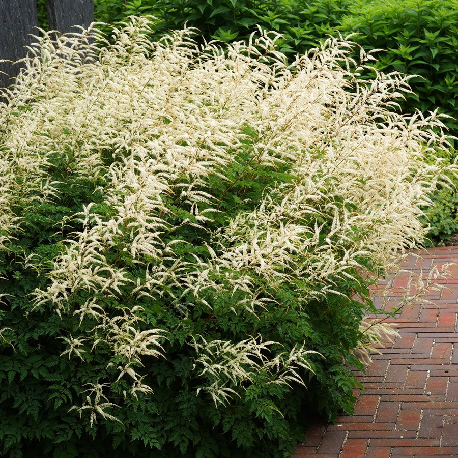 Aruncus dioicus 'Kneiffii'